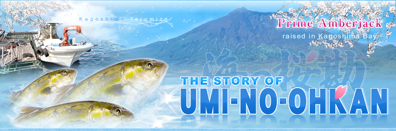 Prime Amberjack raised in Kagoshima Bay THE STORY OF UMI-NO-OHKAN